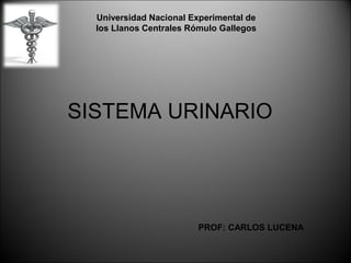SISTEMA URINARIO
PROF: CARLOS LUCENA
Universidad Nacional Experimental de
los Llanos Centrales Rómulo Gallegos
 