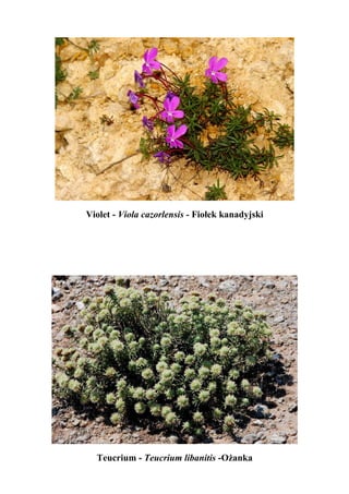 Violet - Viola cazorlensis - Fiołek kanadyjski




  Teucrium - Teucrium libanitis -Ożanka
 
