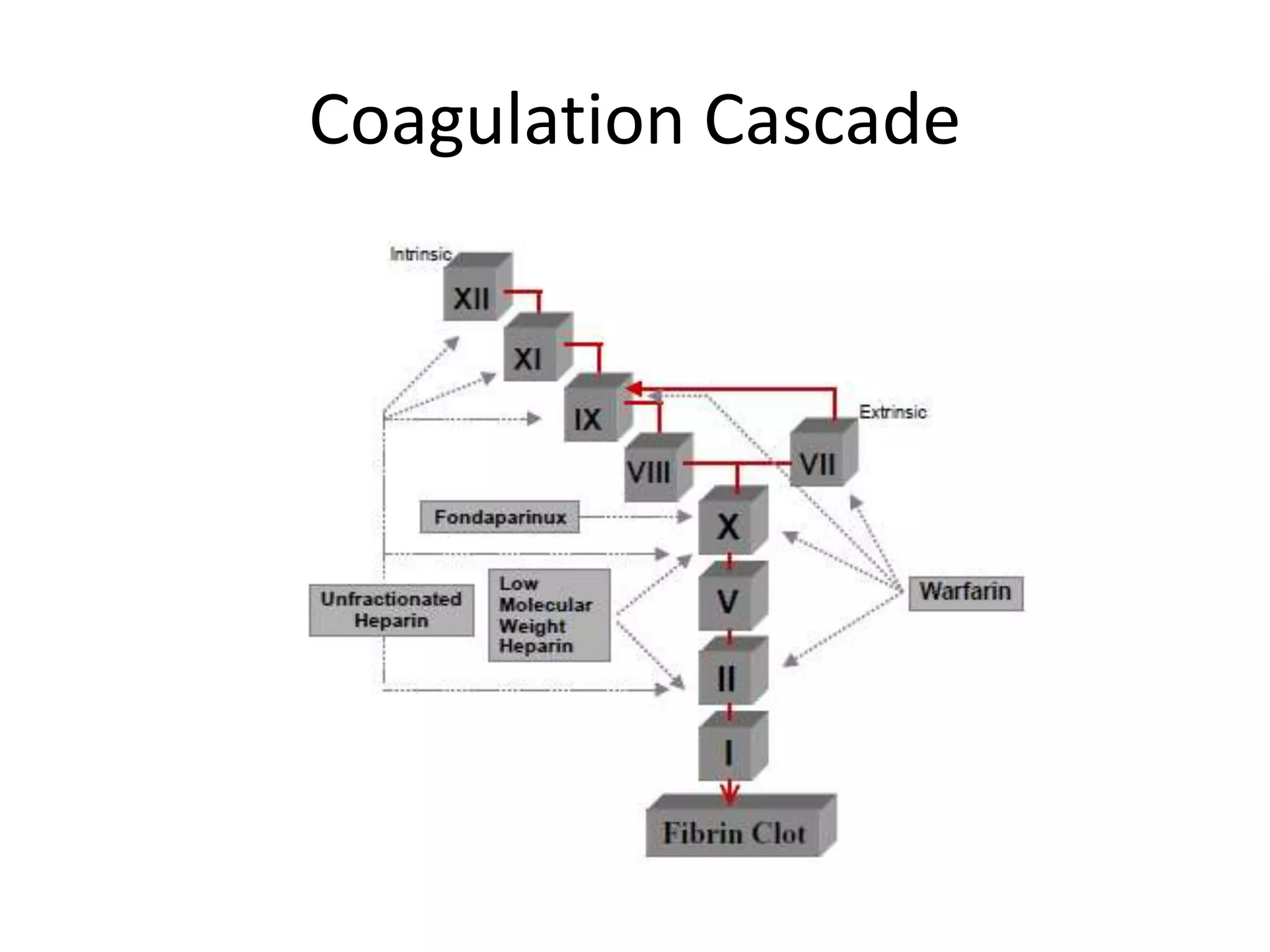 Coagulation Cascade
 