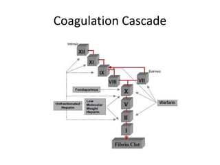 Coagulation Cascade
 