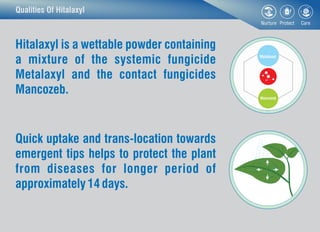 Qualities Of Hitalaxyl
Ca
CuMetalaxyl
Mancozeb
Hitalaxyl is a wettable powder containing
a mixture of the systemic fungici...
