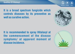 Qualities Of Hitalaxyl
It is a broad spectrum fungicide which
controls diseases by its preventive as
well ascurativeaction...