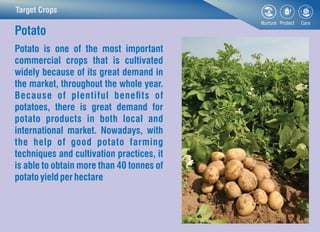 Target Crops
Potato
Potato is one of the most important
commercial crops that is cultivated
widely because of its great demand in
the market, throughout the whole year.
Because of plentiful benets of
potatoes, there is great demand for
potato products in both local and
international market. Nowadays, with
the help of good potato farming
techniques and cultivation practices, it
is able to obtain more than 40 tonnes of
potatoyield perhectare
 