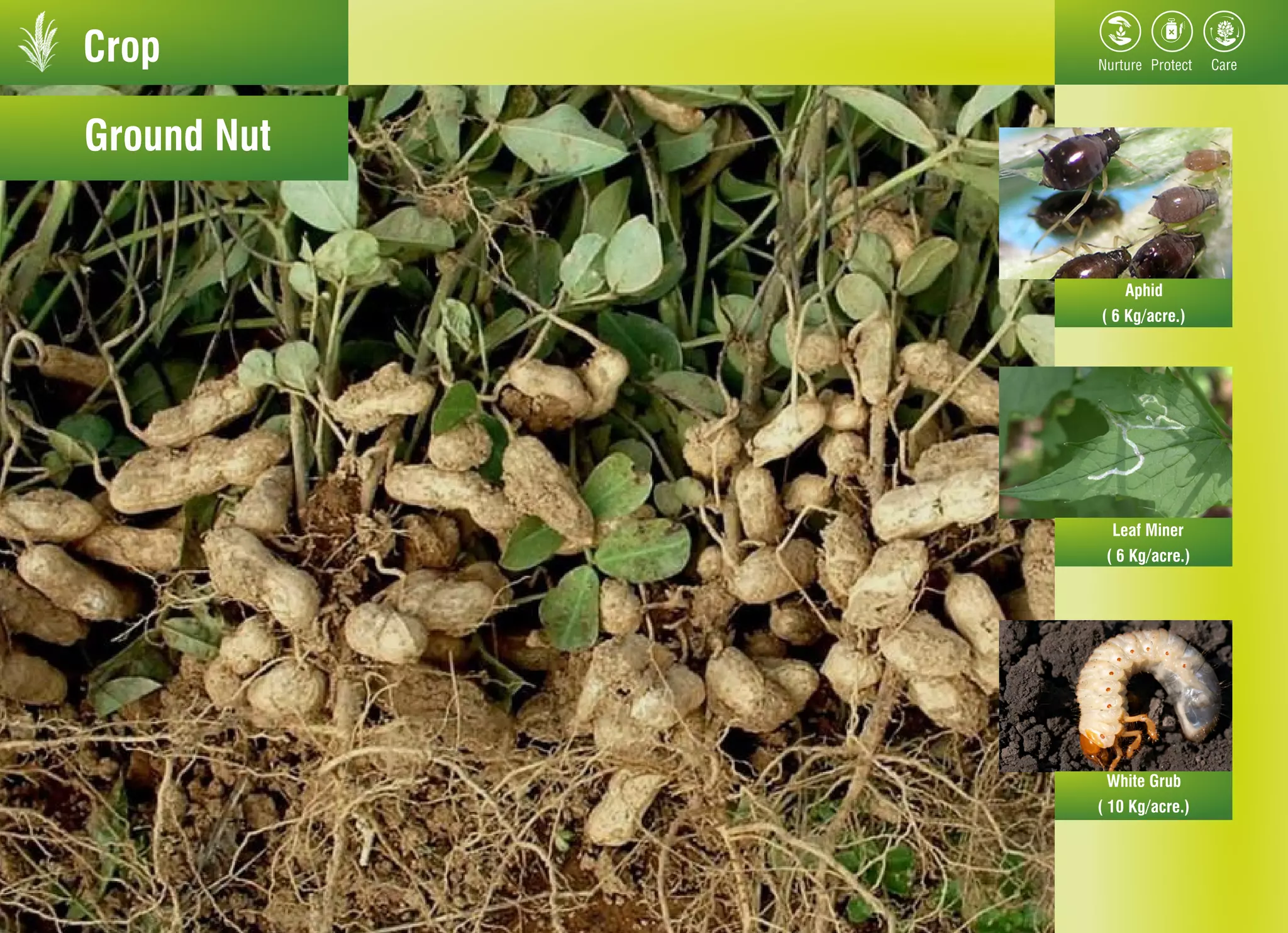 Crop
Ground Nut
Aphid
Leaf Miner
White Grub
( 6 Kg/acre.)
( 6 Kg/acre.)
( 10 Kg/acre.)
 