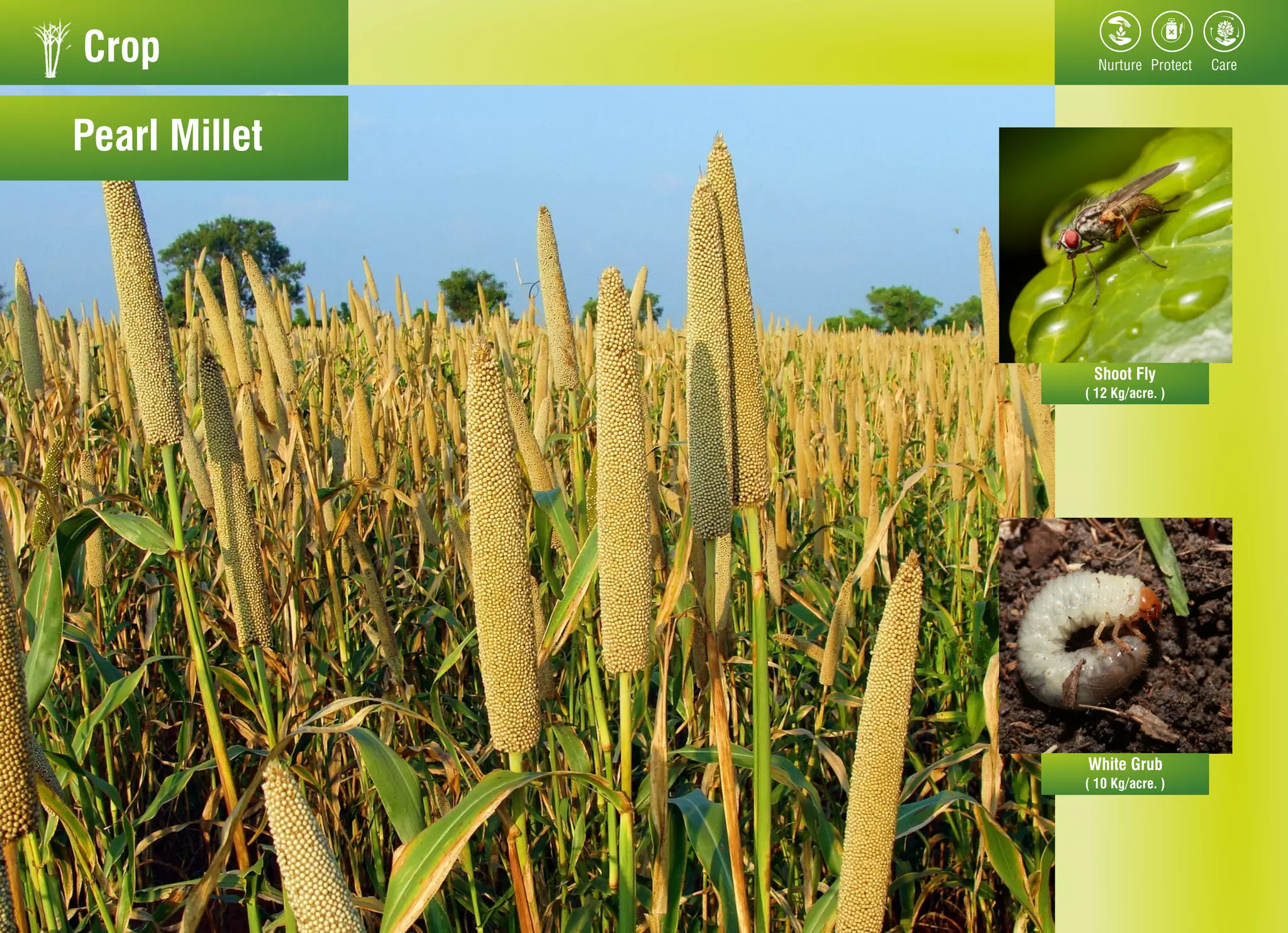 Crop
Pearl Millet
Shoot Fly
White Grub
( 12 Kg/acre. )
( 10 Kg/acre. )
 
