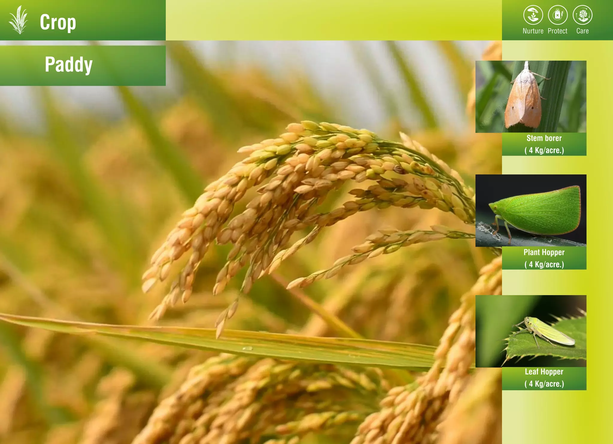 Crop
Paddy
Stem borer
Plant Hopper
Leaf Hopper
( 4 Kg/acre.)
( 4 Kg/acre.)
( 4 Kg/acre.)
 