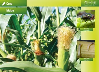 Crop
Maize
Shoot Fly
Stem borer
( 12 Kg/acre. )
( 4 Kg/acre. )
 