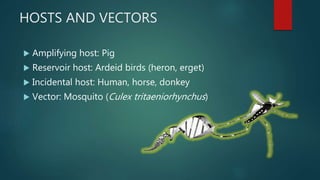 HOSTS AND VECTORS
 Amplifying host: Pig
 Reservoir host: Ardeid birds (heron, erget)
 Incidental host: Human, horse, donkey
 Vector: Mosquito (Culex tritaeniorhynchus)
 