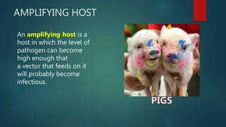 AMPLIFYING HOST
An amplifying host is a
host in which the level of
pathogen can become
high enough that
a vector that feeds on it
will probably become
infectious.
 