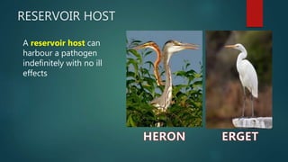 RESERVOIR HOST
A reservoir host can
harbour a pathogen
indefinitely with no ill
effects
 
