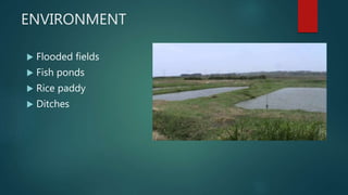 ENVIRONMENT
 Flooded fields
 Fish ponds
 Rice paddy
 Ditches
 