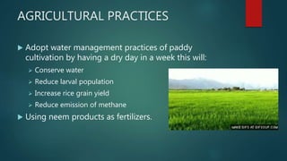 AGRICULTURAL PRACTICES
 Adopt water management practices of paddy
cultivation by having a dry day in a week this will:
 Conserve water
 Reduce larval population
 Increase rice grain yield
 Reduce emission of methane
 Using neem products as fertilizers.
 