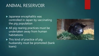 ANIMAL RESERVOIR
 Japanese encephalitis was
controlled in Japan by vaccinating
the pig population
 All pig rearing practices must be
undertaken away from human
habitations
 This kind of practice of pig
husbandry must be promoted (bank
loans)
 