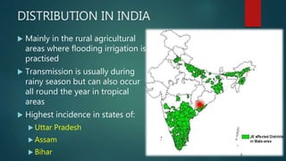 DISTRIBUTION IN INDIA
 Mainly in the rural agricultural
areas where flooding irrigation is
practised
 Transmission is usually during
rainy season but can also occur
all round the year in tropical
areas
 Highest incidence in states of:
 Uttar Pradesh
 Assam
 Bihar
 
