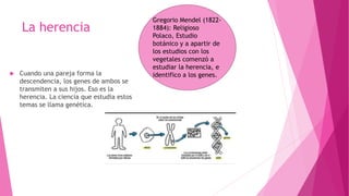 La herencia
 Cuando una pareja forma la
descendencia, los genes de ambos se
transmiten a sus hijos. Eso es la
herencia. La ciencia que estudia estos
temas se llama genética.
Gregorio Mendel (1822-
1884): Religioso
Polaco, Estudio
botánico y a apartir de
los estudios con los
vegetales comenzó a
estudiar la herencia, e
identifico a los genes.
 