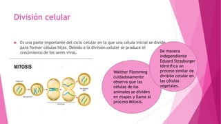 División celular
 Es una parte importante del ciclo celular en la que una célula inicial se divide
para formar células hijas. Debido a la división celular se produce el
crecimiento de los seres vivos.
Walther Flemming
cuidadosamente
observa que las
células de los
animales se dividen
en etapas y llama al
proceso Mitosis.
De manera
independiente
Eduard Strasburger
identifica un
proceso similar de
división celular en
las células
vegetales.
 