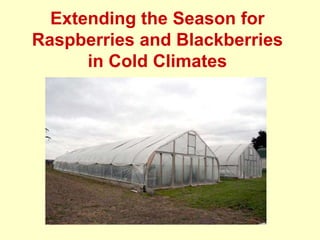 Extending the Season for  Raspberries and Blackberries in Cold Climates 