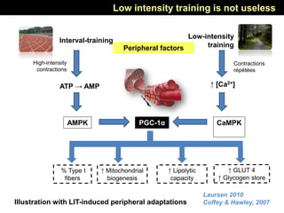 ATP → AMP
PGC-1α
% Type I
fibers
↑ Mitochondrial
biogenesis
↑ Lipolytic
capacity
High-intensity
contractions
Contractions
répétées
↑ [Ca2+]
AMPK CaMPK
Interval-training
Peripheral factors
Low-intensity
training
↑ GLUT 4
↑ Glycogen store
Laursen 2010
Coffey & Hawley, 2007
Low intensity training is not useless
Illustration with LIT-induced peripheral adaptations
 