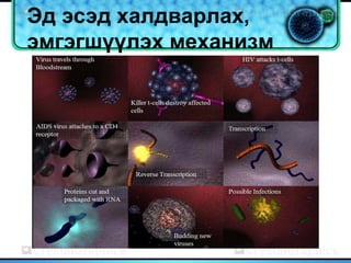 Эд эсэд халдварлах,
эмгэгшүүлэх механизм
 