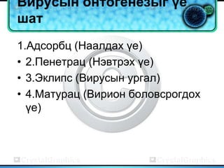 Вирусын онтогенезыг үе
шат
1.Адсорбц (Наалдах үе)
• 2.Пенетрац (Нэвтрэх үе)
• 3.Эклипс (Вирусын ургал)
• 4.Матурац (Вирион боловсрогдох
  үе)
 