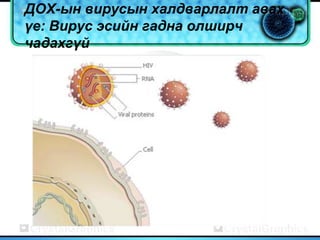 ДОХ-ын вирусын халдварлалт авах
үе: Вирус эсийн гадна олширч
чадахгүй
 