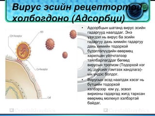 Вирус эсийн рецептортой
холбогдоно (Адсорбци)
            •   Адсорбцын шатанд вирус эсийн
                гадаргууд наалддаг. Энэ
                үзэгдэл нь вирус ба эсийн
                гадаргуу дахь химийн гадаргуу
                дахь химийн тодорхой
                бүлэглэлүүдийн өвөрмөц
                харилцан үйлчлэлээр
                тайлбарлагддаг бөгөөд
                вирусын тропизм (Тодорхой нэг
                эс, дүрсийг гэмтээх хандлага)-
                ын үндэс болдог.
            •   Вирусын эсэд наалдах хэсэг нь
                бүтцийн тодорхой
                хэлбэрээр юм уу, эсвэл
                вирионы гадаргад жигд тархсан
                өвөрмөц молекул хэлбэртэй
                байдаг.
 