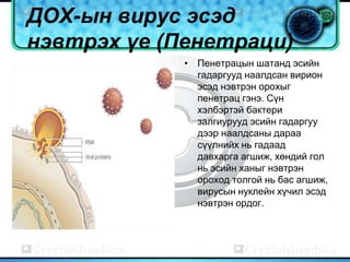 ДОХ-ын вирус эсэд
нэвтрэх үе (Пенетраци)
             • Пенетрацын шатанд эсийн
               гадаргууд наалдсан вирион
               эсэд нэвтрэн орохыг
               пенетрац гэнэ. Сүн
               хэлбэртэй бактери
               залгиурууд эсийн гадаргуу
               дээр наалдсаны дараа
               сүүлнийх нь гадаад
               давхарга агшиж, хөндий гол
               нь эсийн ханыг нэвтрэн
               ороход толгой нь бас агшиж,
               вирусын нуклейн хүчил эсэд
               нэвтрэн ордог.
 