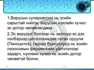 1.Вирусын суперкапсид нь эсийн
сарьстай нийлж, вирусын нуклейн хүчил
эс дотор чөлөөлөгдөнө.
2.Эс вирусыг бүхлээр нь залгиур-эс дэх
хэлбэрээр цитоплазмдаа татан оруулж
(Пиноцитоз), гаднах бүрхүүлүүд нь эсийн
лизосомын ферментийн үйлчлэлээр
задарч, нуклеин хүчил нь эсийн дотор
чөлөөтэй болно.
 