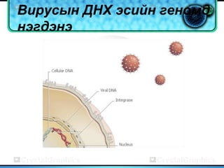 Вирусын ДНХ эсийн геномд
нэгдэнэ
 
