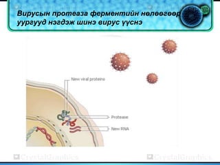Вирусын протеаза ферментийн нөлөөгөөр
уургууд нэгдэж шинэ вирус үүснэ
 