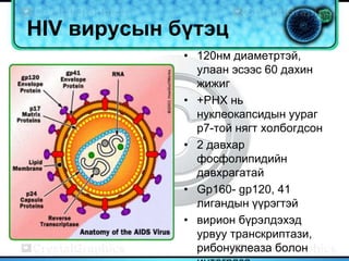 HIV вирусын бүтэц
             • 120нм диаметртэй,
               улаан эсээс 60 дахин
               жижиг
             • +РНХ нь
               нуклеокапсидын уураг
               p7-той нягт холбогдсон
             • 2 давхар
               фосфолипидийн
               давхрагатай
             • Gp160- gp120, 41
               лигандын үүрэгтэй
             • вирион бүрэлдэхэд
               урвуу транскриптази,
               рибонуклеаза болон
 