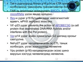 • Tat-н уургуудгууд болох p16,p14 нь LTR промотор
  холбогдоход транскрипц трансактиватор болдог.
• TAR нь апоптозыг зохицуулагч ERCC1, IER3 гений
  microRNAs үүсэх явцад орлцоно.]
• Rev-н уураг p19 бүтцийн уураг нийлэгжилтийг
  өдөөгч, мРНХ экспресс ихэсгэнэ.
• Vif -p23 уураг prevents the action of APOBEC3G (a cell
  protein that deaminates DNA:RNA hybrids and/or
  interferes with the Pol protein).
• Vpr-p14 уураг эсийн хуваагдлын G2 шатанд орохыг
  саатуулна.
• Nef-p27 уураг халдварлагдсан эс СTL таньж
  холбогдох, усгах зохицуулгад нөлөөлнө
• Vpu protein (p16)-халдварлагдсан эсээс шинэ
  вирусын хэсгүүд чөлөөлөгдхөд нөлөөлнө.
 