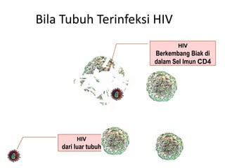 Bila Tubuh Terinfeksi HIV
                             HIV
                      Berkembang Biak di
                      dalam Sel Imun CD4




         HIV
    dari luar tubuh
 