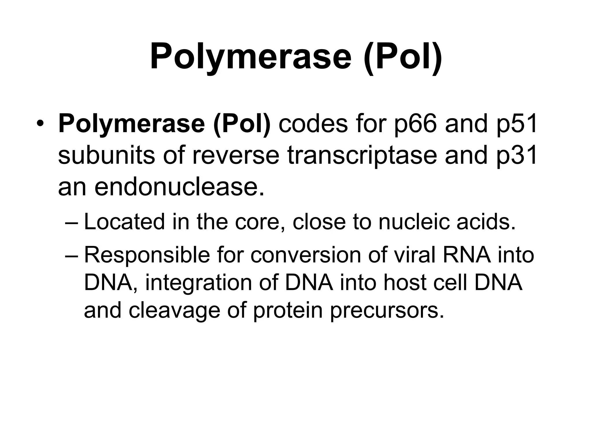 Polymerase (Pol)
• Polymerase (Pol) codes for p66 and p51
subunits of reverse transcriptase and p31
an endonuclease.
– Located in the core, close to nucleic acids.
– Responsible for conversion of viral RNA into
DNA, integration of DNA into host cell DNA
and cleavage of protein precursors.
 
