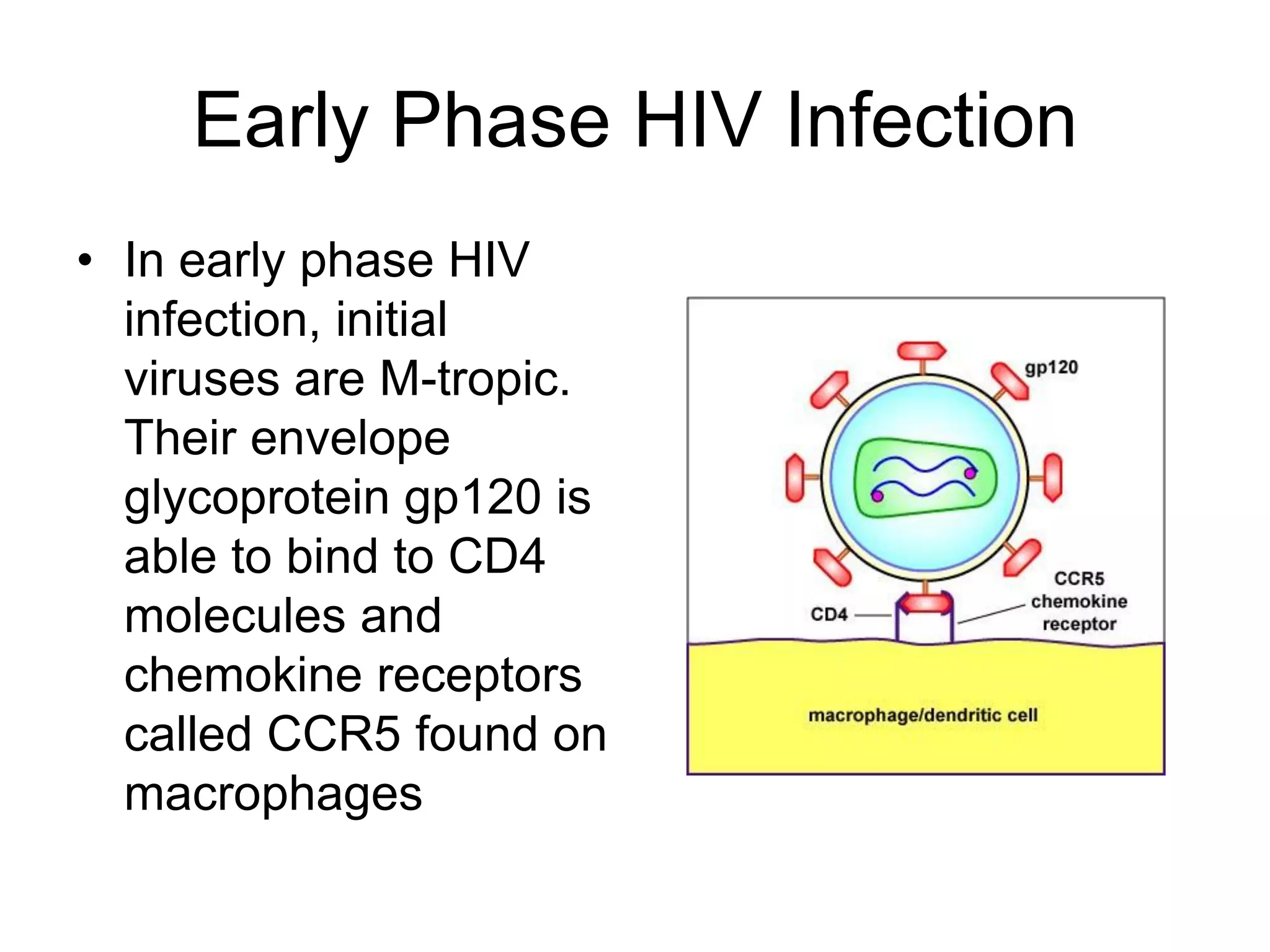 Early Phase HIV Infection
• In early phase HIV
infection, initial
viruses are M-tropic.
Their envelope
glycoprotein gp120 is
able to bind to CD4
molecules and
chemokine receptors
called CCR5 found on
macrophages
 