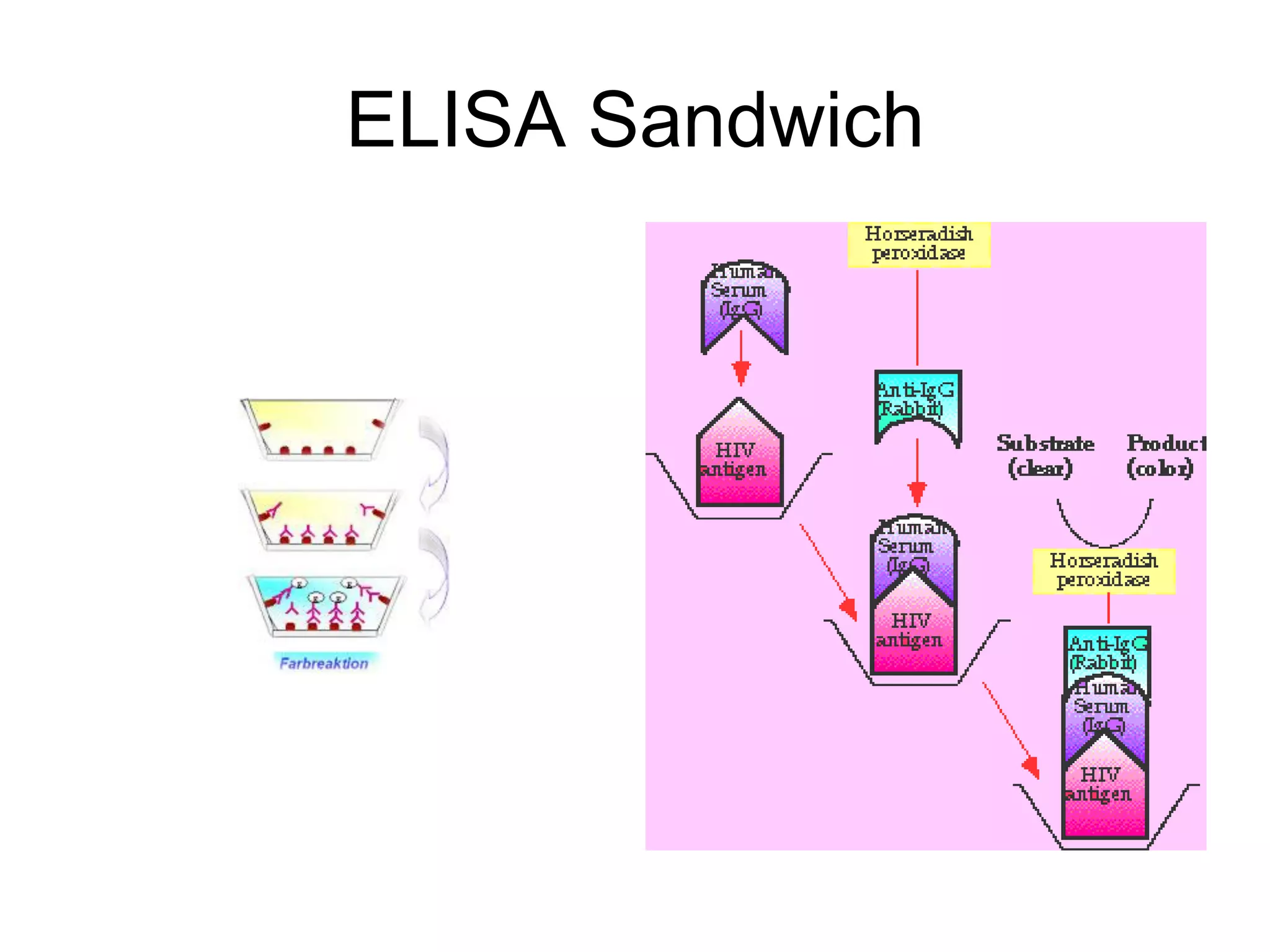 ELISA Sandwich
 