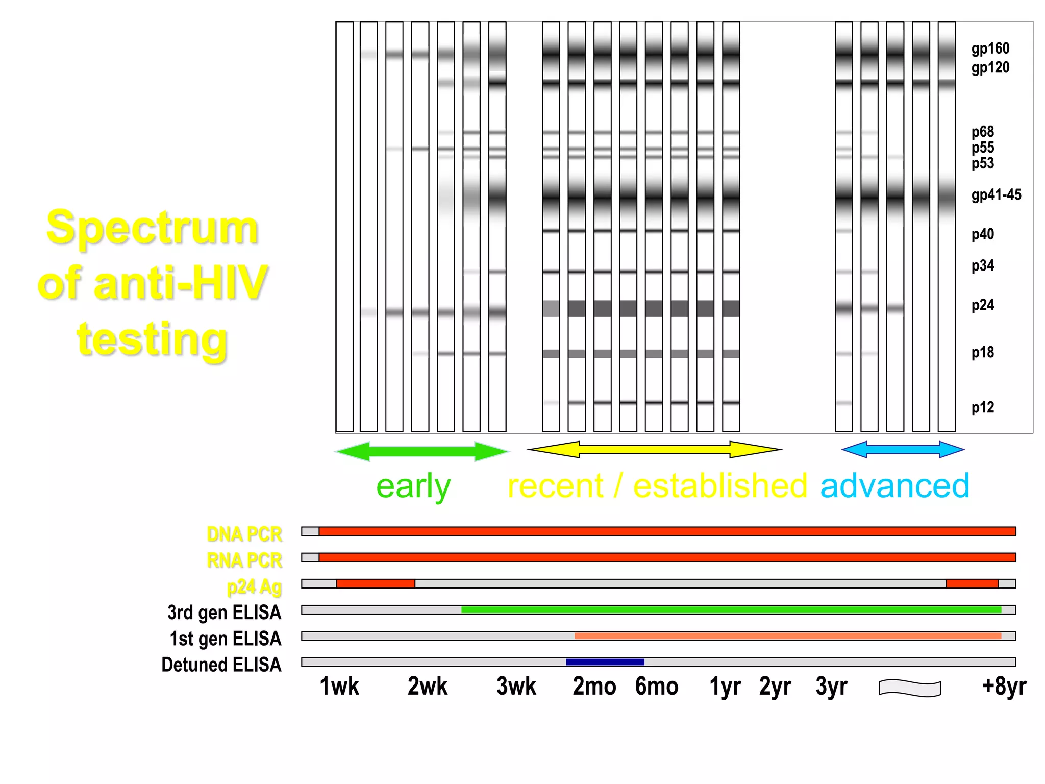 DNA PCR
RNA PCR
p24 Ag
3rd gen ELISA
1st gen ELISA
Detuned ELISA
1wk 2wk 3wk 2mo 6mo 1yr 2yr 3yr +8yr
gp160
gp120
p68
p55
p53
gp41-45
p40
p34
p24
p18
p12
gp160
gp120
p68
p55
p53
gp41-45
p40
p34
p24
p18
p12
gp160
gp120
p68
p55
p53
gp41-45
p40
p34
p24
p18
p12
early recent / established advanced
Spectrum
of anti-HIV
testing
 