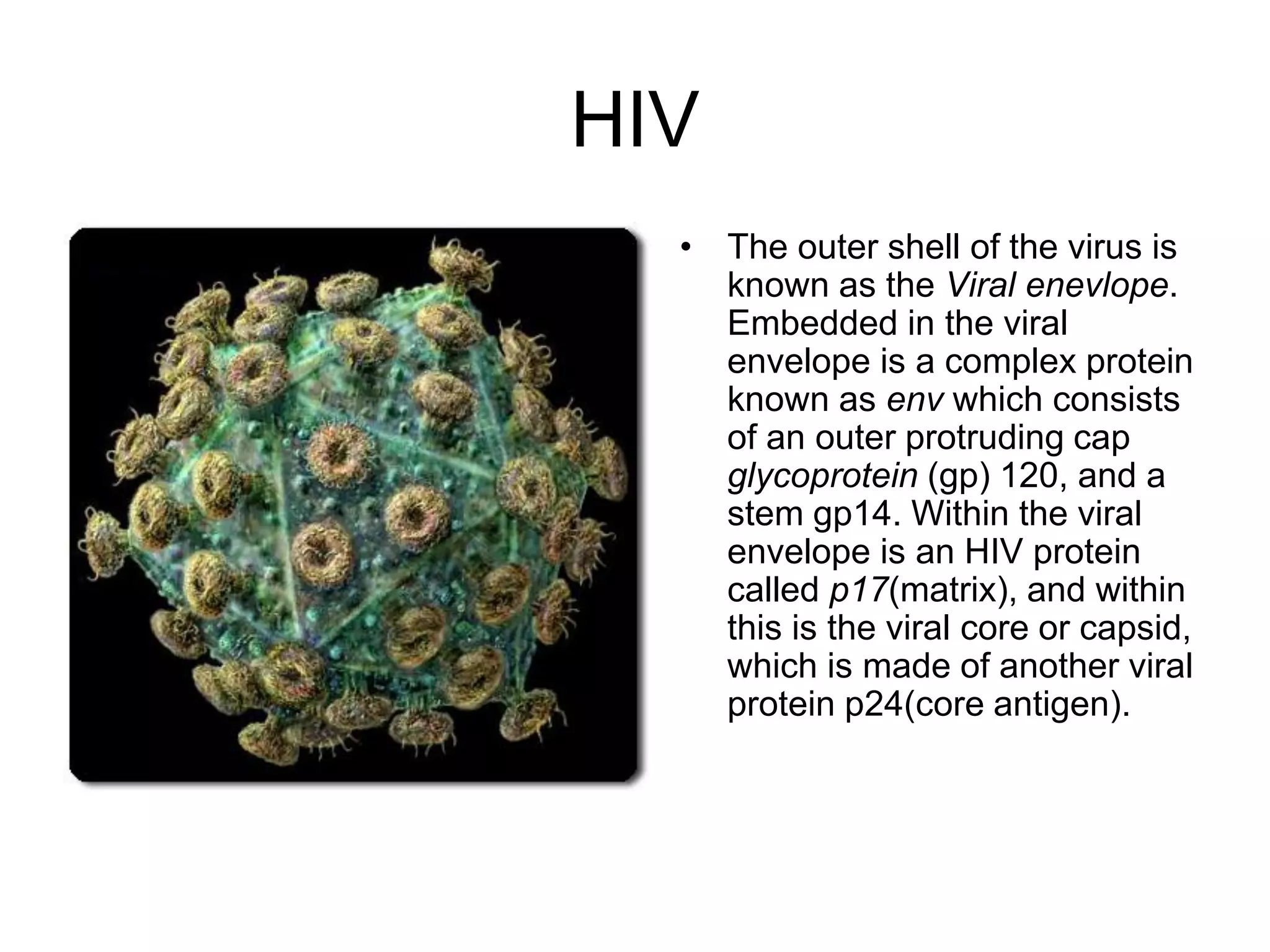 HIV
• The outer shell of the virus is
known as the Viral enevlope.
Embedded in the viral
envelope is a complex protein
known as env which consists
of an outer protruding cap
glycoprotein (gp) 120, and a
stem gp14. Within the viral
envelope is an HIV protein
called p17(matrix), and within
this is the viral core or capsid,
which is made of another viral
protein p24(core antigen).
 