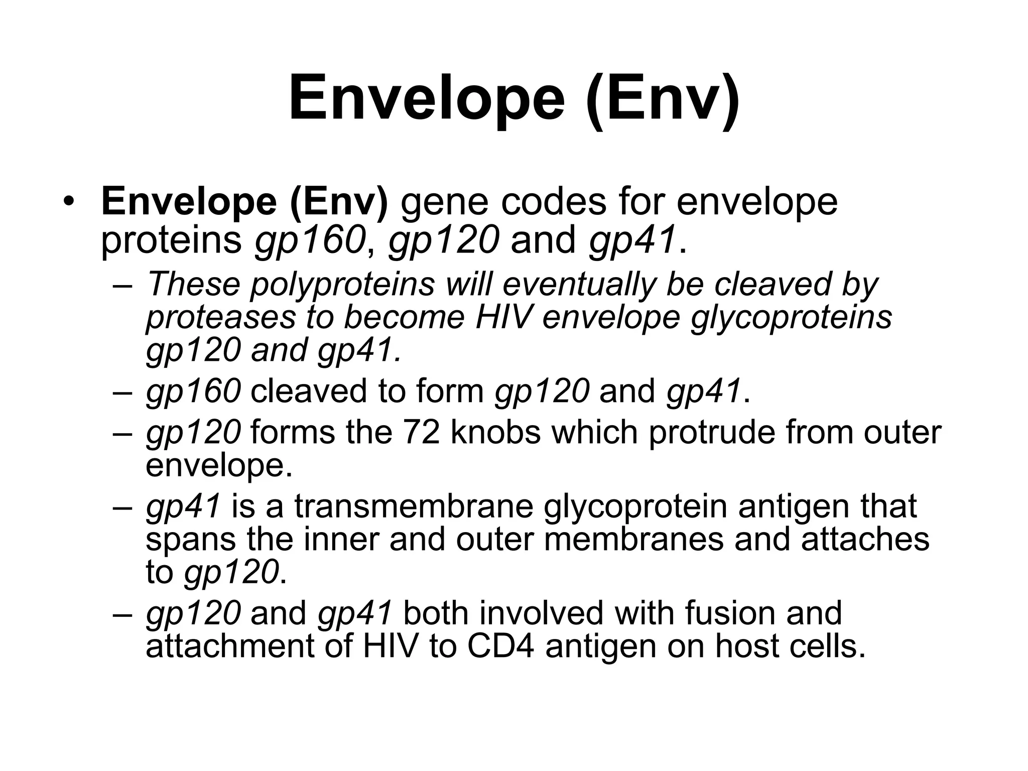 Envelope (Env)
• Envelope (Env) gene codes for envelope
proteins gp160, gp120 and gp41.
– These polyproteins will eventually be cleaved by
proteases to become HIV envelope glycoproteins
gp120 and gp41.
– gp160 cleaved to form gp120 and gp41.
– gp120 forms the 72 knobs which protrude from outer
envelope.
– gp41 is a transmembrane glycoprotein antigen that
spans the inner and outer membranes and attaches
to gp120.
– gp120 and gp41 both involved with fusion and
attachment of HIV to CD4 antigen on host cells.
 