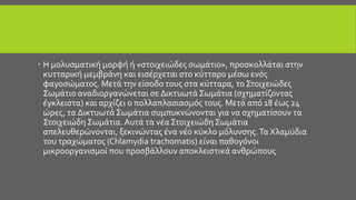  Η μολυσματική μορφή ή «στοιχειώδες σωμάτιο», προσκολλάται στην
κυτταρική μεμβράνη και εισέρχεται στο κύτταρο μέσω ενός
φαγοσώματος. Μετά την είσοδο τους στα κύτταρα, το Στοιχειώδες
Σωμάτιο αναδιοργανώνεται σε Δικτυωτά Σωμάτια (σχηματίζοντας
έγκλειστα) και αρχίζει ο πολλαπλασιασμός τους. Μετά από 18 έως 24
ώρες, τα Δικτυωτά Σωμάτια συμπυκνώνονται για να σχηματίσουν τα
Στοιχειώδη Σωμάτια. Αυτά τα νέα Στοιχειώδη Σωμάτια
απελευθερώνονται, ξεκινώντας ένα νέο κύκλο μόλυνσης.Τα Χλαμύδια
του τραχώματος (Chlamydia trachomatis) είναι παθογόνοι
μικροοργανισμοί που προσβάλλουν αποκλειστικά ανθρώπους
 