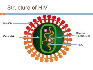 Structure of HIV
21
Envelope
Core p24
RNA
Reverse
Transcriptase
 
