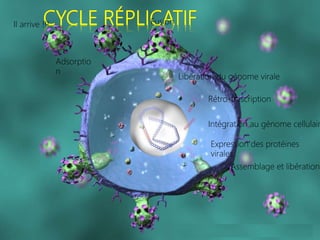 CYCLE RÉPLICATIF
Expression des protéines
virales
Adsorptio
n
Fusion
Libération du génome virale
Rétro-trascription
Intégration au génome cellulair
Il arrive !!!
Assemblage et libération
 