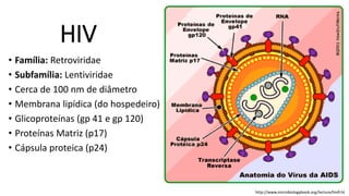 HIV
• Família: Retroviridae
• Subfamília: Lentiviridae
• Cerca de 100 nm de diâmetro
• Membrana lipídica (do hospedeiro)
• Glicoproteínas (gp 41 e gp 120)
• Proteínas Matriz (p17)
• Cápsula proteica (p24)
http://www.microbiologybook.org/lecture/hiv9.ht
 