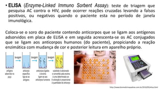 • ELISA (Enzyme-Linked Immuno Sorbent Assay): teste de triagem que
pesquisa AC contra o HIV, pode ocorrer reações cruzadas levando a falsos
positivos, ou negativos quando o paciente esta no período de janela
imunológica.
Coloca-se o soro do paciente contendo anticorpos que se ligam aos antígenos
adsorvidos em placa de ELISA e em seguida acrescenta-se os AC conjugados
que se ligam aos anticorpos humanos (do paciente), propiciando a reação
enzimática com mudança de cor e posterior leitura em aparelho próprio.
http://www.biomedicinapadrao.com.br/2010/05/elisa.html
 