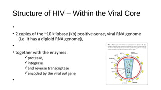 Structure of HIV – Within the Viral Core
•
• 2 copies of the ~10 kilobase (kb) positive-sense, viral RNA genome
(i.e. it has a diploid RNA genome),
•
• together with the enzymes
üprotease,
üintegrase
üand reverse transcriptase
üencoded by the viral pol gene
•
 