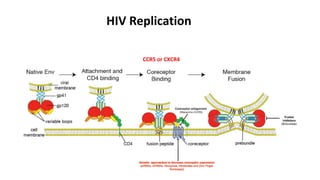CCR5 or CXCR4
HIV Replication
 