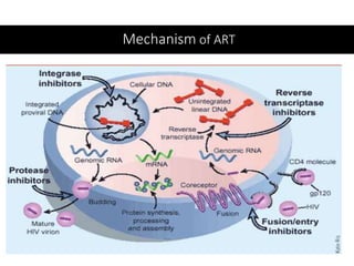 Mechanism of ART
 