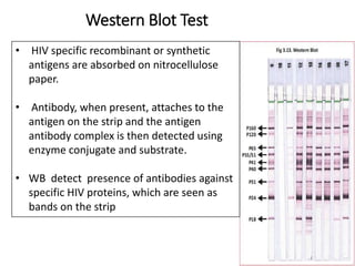 Western Blot Test
• HIV specific recombinant or synthetic
antigens are absorbed on nitrocellulose
paper.
• Antibody, when present, attaches to the
antigen on the strip and the antigen
antibody complex is then detected using
enzyme conjugate and substrate.
• WB detect presence of antibodies against
specific HIV proteins, which are seen as
bands on the strip
 