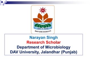 Narayan Singh
Research Scholar
Department of Microbiology
DAV University, Jalandhar (Punjab)
 