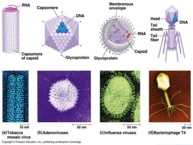 Hiv Infection 29692102